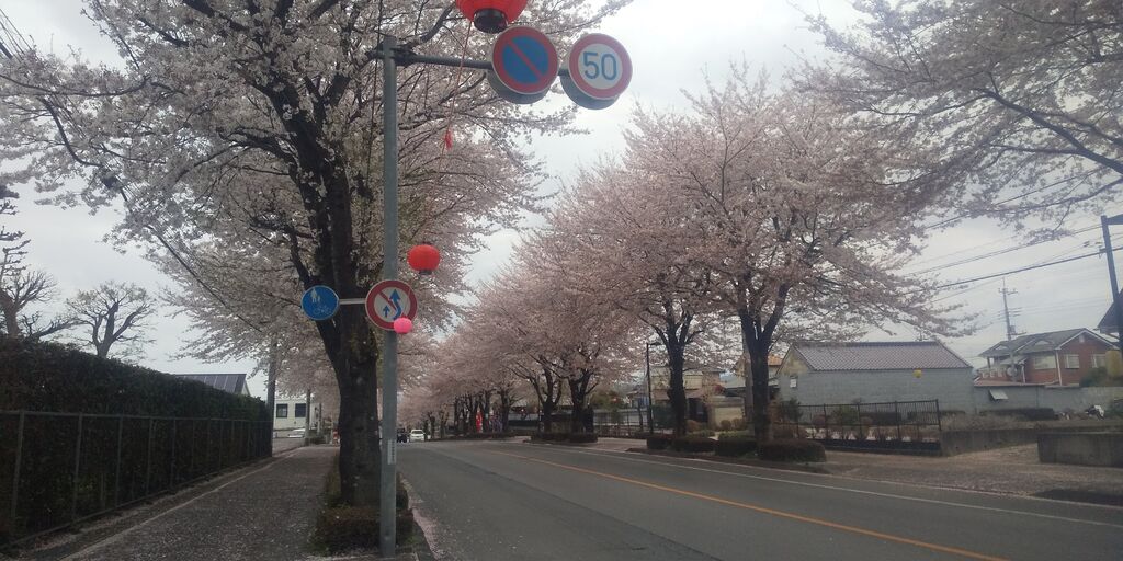 鹿沼 さつき大通りの桜並木の写真 鹿沼市 植物園 花 鹿沼 さつき大通りの桜並木の写真 鹿沼市 植物園 花