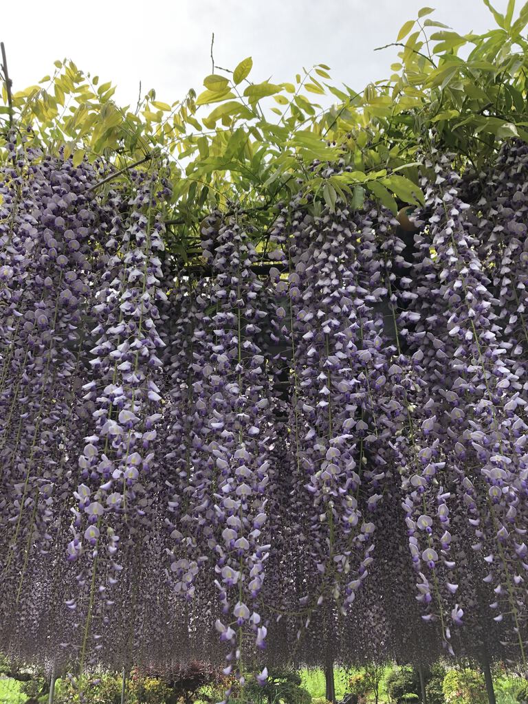 上籠谷のフジのクチコミ 口コミ 写真 宇都宮市 植物園 花 上籠谷のフジのクチコミ 口コミ 写真 宇都宮市 植物園 花