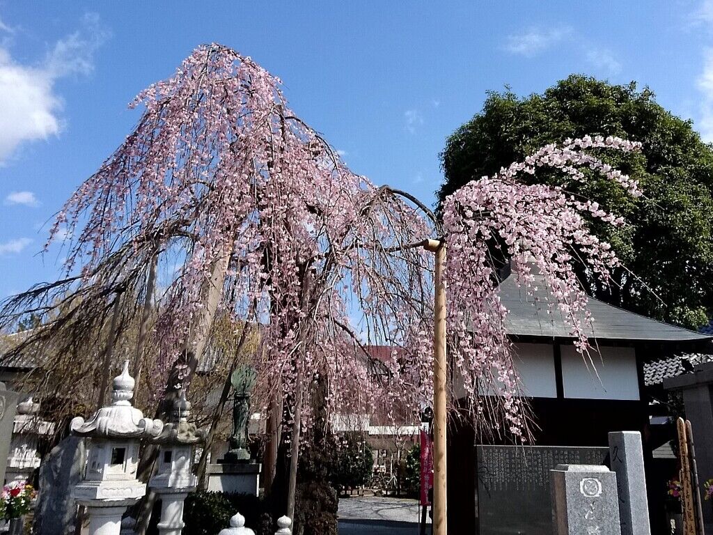 法頂山 成就院 妙建寺のクチコミ 口コミ 写真 小山市 神社 仏閣 教会