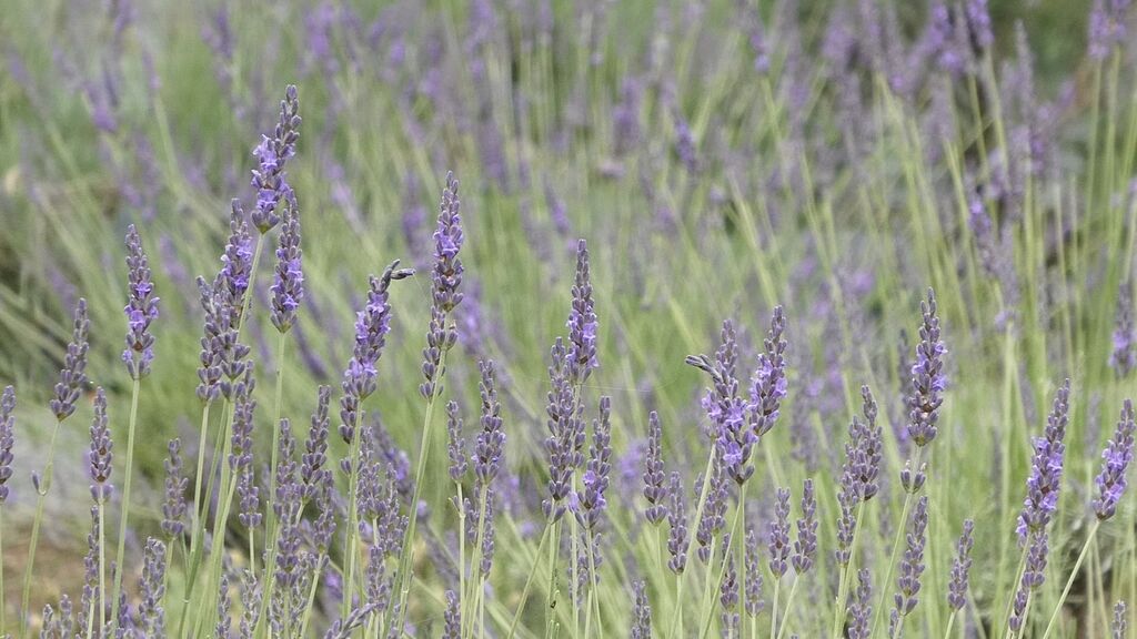 如月さんからみかも山公園への投稿クチコミ 栃ナビ
