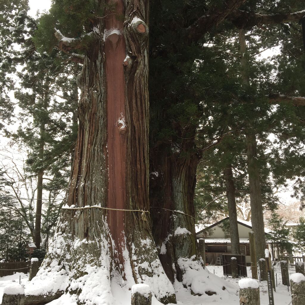 塩原八幡宮 那須塩原市の神社 仏閣 教会 樹木 栃ナビ