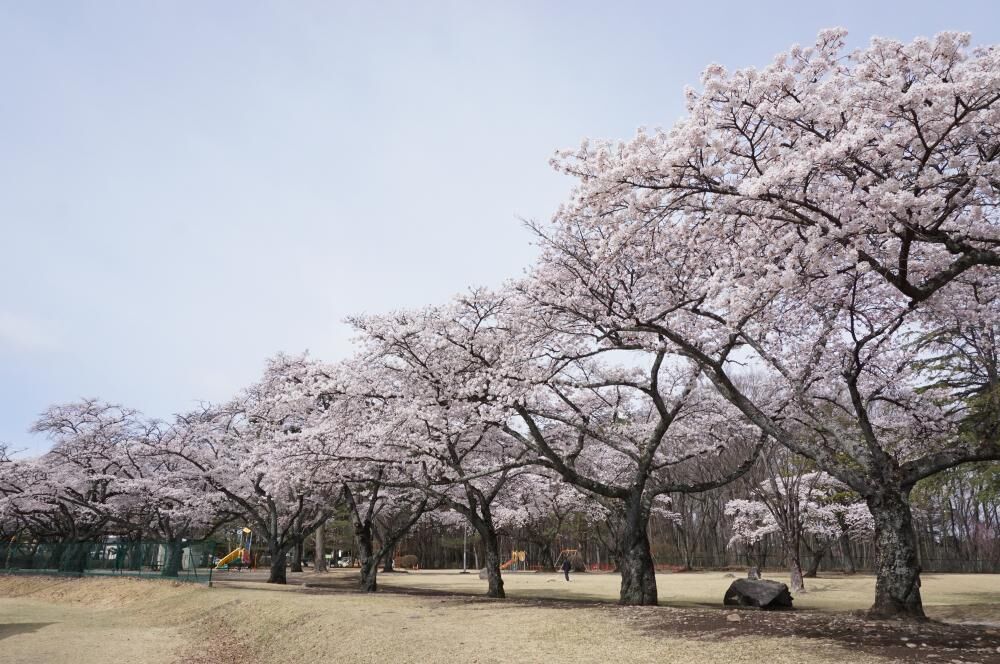 黒磯公園 那須塩原市の公園 植物園 花 栃ナビ 黒磯公園 那須塩原市の公園 植物園 花 栃ナビ