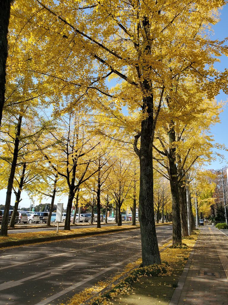 獨協医科大学病院前のイチョウ並木 壬生町の樹木 栃ナビ 獨協医科大学病院前のイチョウ並木 壬生町の樹木 栃ナビ