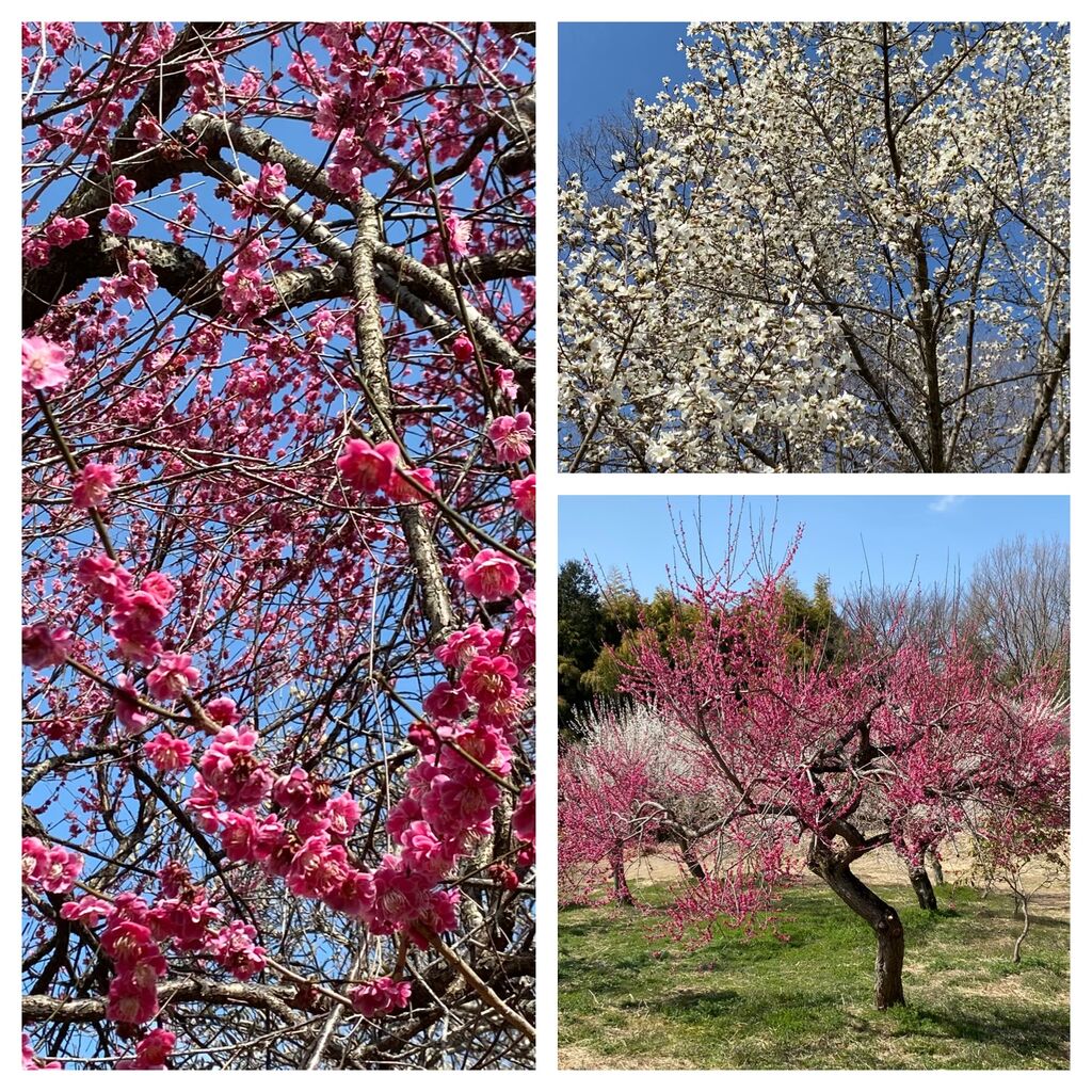 ケケママさんから鹿沼錦鯉公園への投稿クチコミ 栃ナビ