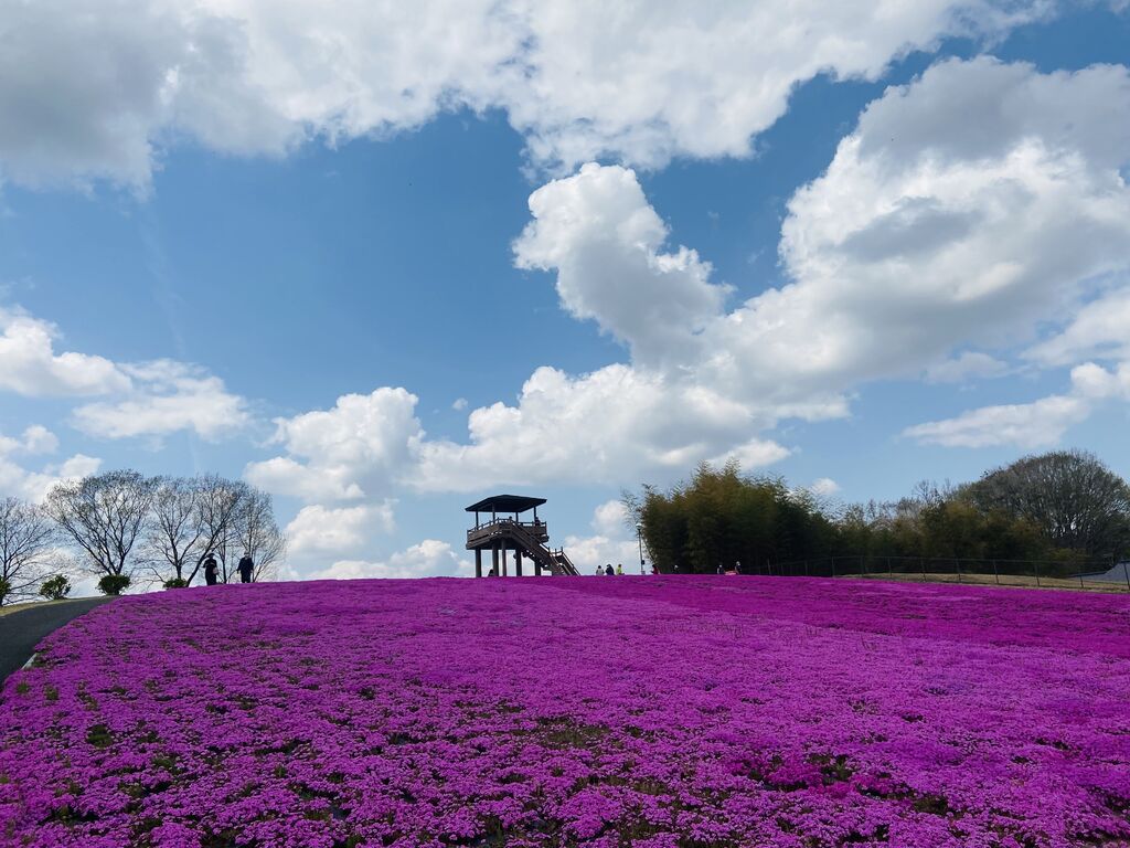 ジャスミン さんから市貝町芝ざくら公園への投稿クチコミ 栃ナビ