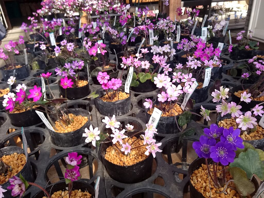 鹿沼市花木センターのクチコミ 口コミ 写真 鹿沼市 ガーデニング 造園 園芸