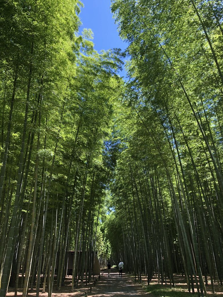 若竹の杜 若山農場のクチコミ 口コミ 写真 宇都宮市 果物 野菜狩り 若竹の杜 若山農場のクチコミ 口コミ 写真 宇都宮市 果物 野菜狩り
