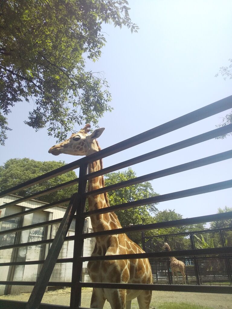 宇都宮動物園のクチコミ 口コミ 写真 宇都宮市 遊園地 動物園 宇都宮動物園のクチコミ 口コミ 写真 宇都宮市 遊園地 動物園
