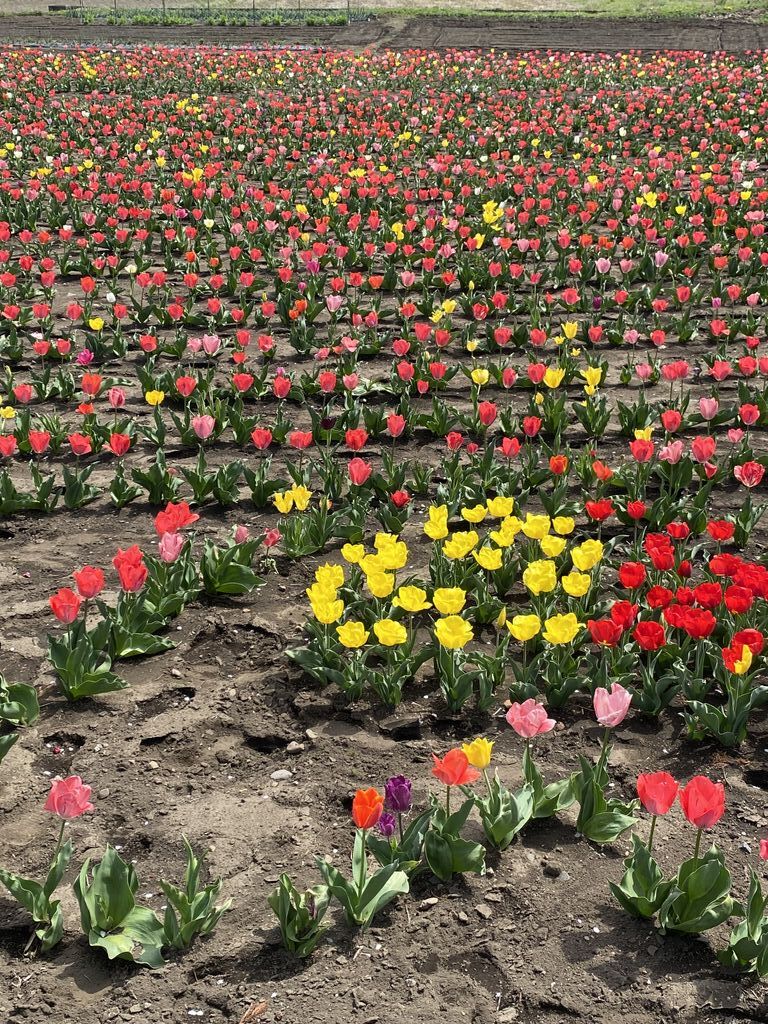 お水の花道（1）』（城戸口 静,理花）｜講談社