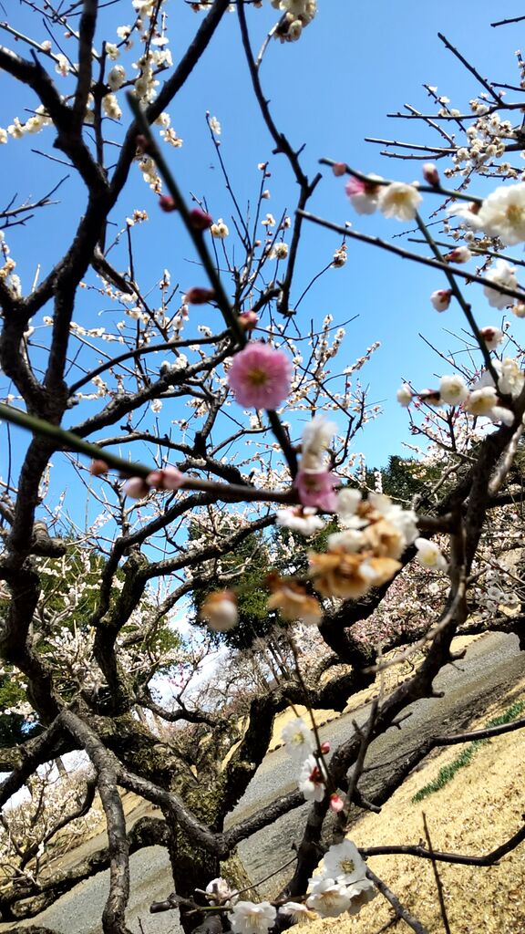 井頭公園のクチコミ 口コミ 写真 真岡市 公園