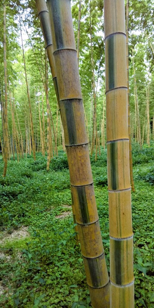 若竹の杜 若山農場のクチコミ 口コミ 写真 宇都宮市 果物 野菜狩り 若竹の杜 若山農場のクチコミ 口コミ 写真 宇都宮市 果物 野菜狩り