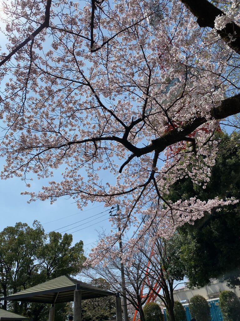 八幡山公園のクチコミ 口コミ 写真 宇都宮市 公園