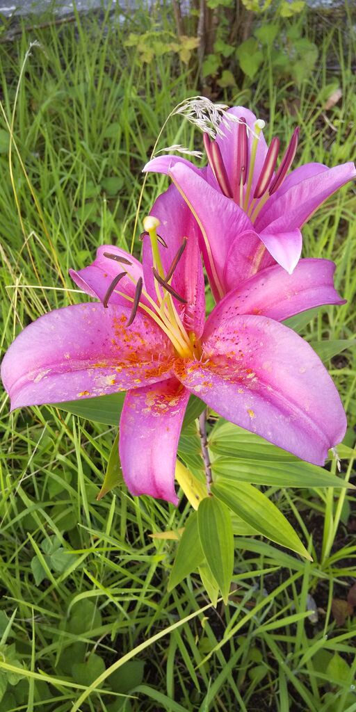 栃木県のニッコウキスゲのスポット 見所情報 栃木の花特集 栃ナビ