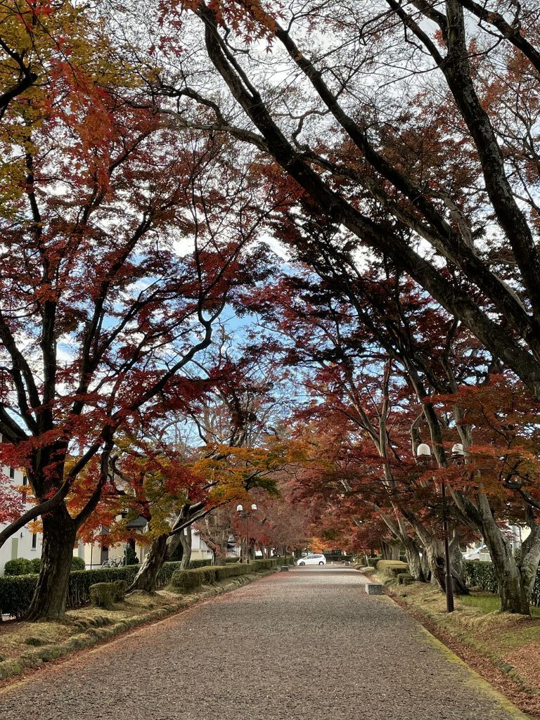 大山参道のモミジ並木のクチコミ 口コミ 写真 那須塩原市 樹木