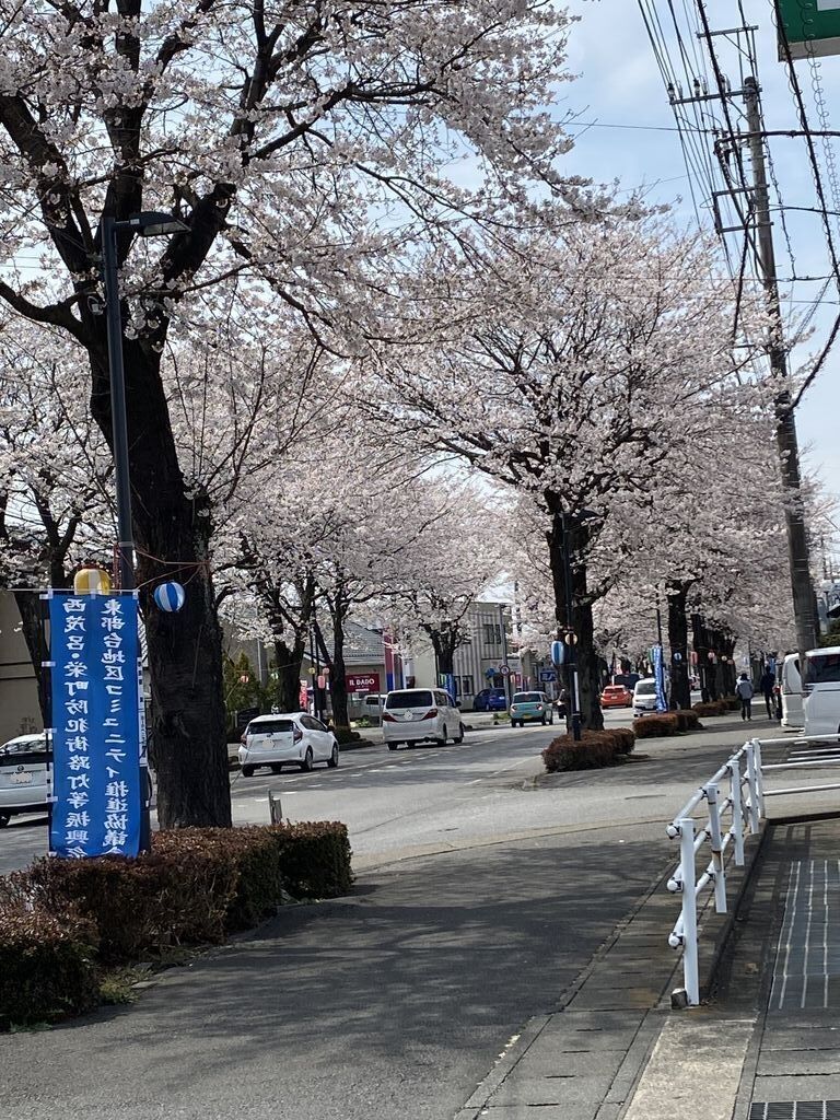 鹿沼 さつき大通りの桜並木のクチコミ 口コミ 写真 鹿沼市 植物園 花 鹿沼 さつき大通りの桜並木のクチコミ 口コミ 写真 鹿沼市 植物園 花