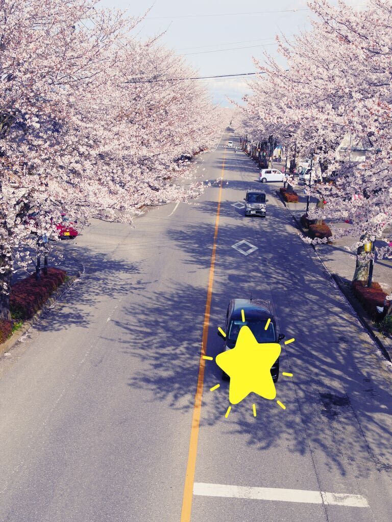 鹿沼 さつき大通りの桜並木のクチコミ 口コミ 写真 鹿沼市 植物園 花 鹿沼 さつき大通りの桜並木のクチコミ 口コミ 写真 鹿沼市 植物園 花