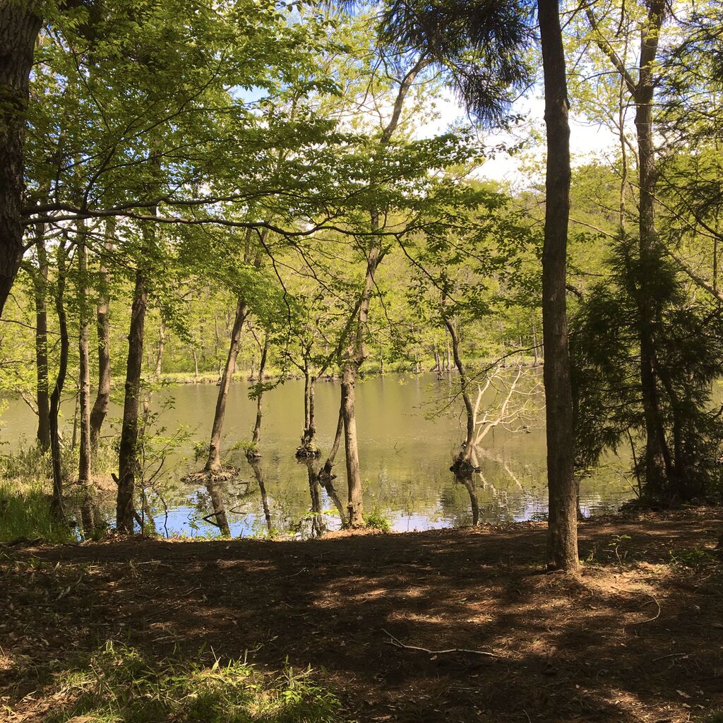 井頭公園のクチコミ 口コミ 写真 真岡市 公園