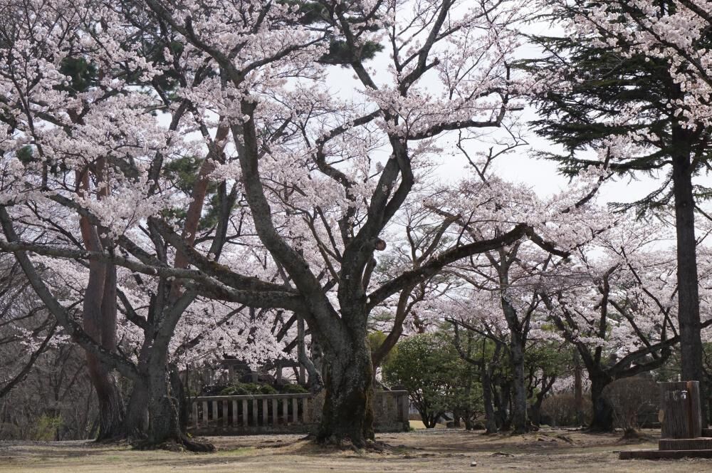 黒磯公園 那須塩原市の公園 植物園 花 栃ナビ