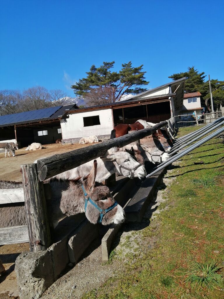 那須高原 南ヶ丘牧場 那須町の観光牧場 バーベキュー 栃ナビ