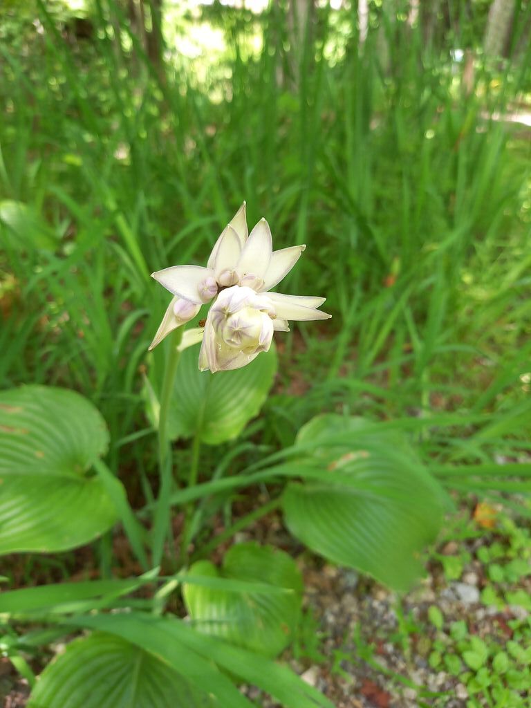 日光市上三依水生植物園 日光市の植物園 花 栃ナビ