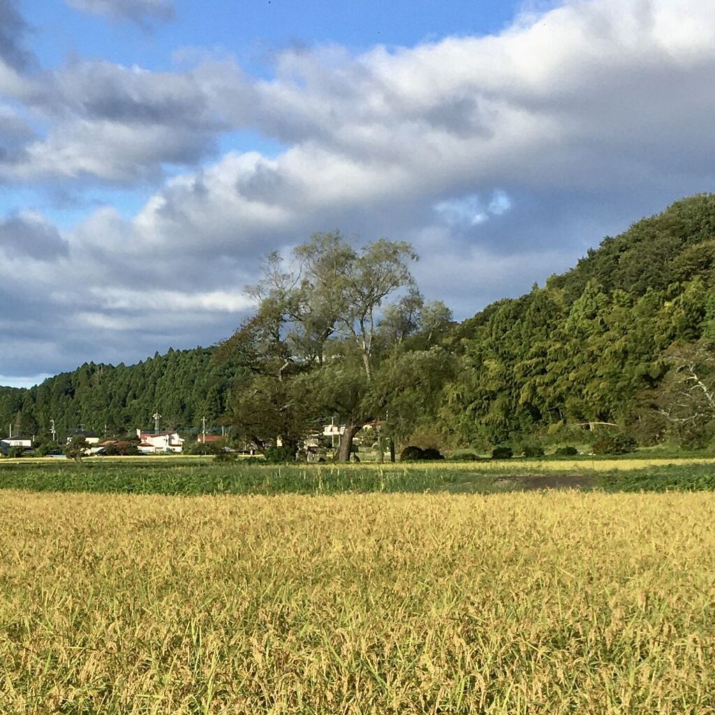 遊行柳のクチコミ 口コミ 写真 那須町 樹木