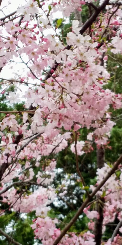 小山総合公園のクチコミ 口コミ 写真 小山市 公園