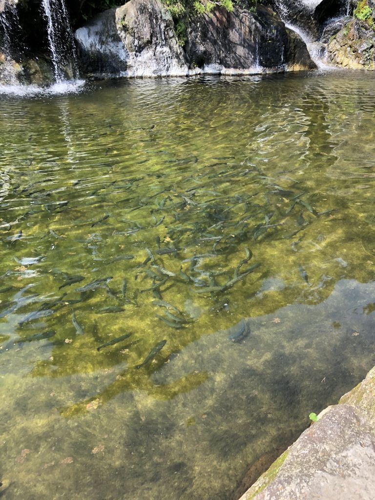 滝のある釣り堀 那須高原清流の里 那須町の釣り堀 食堂 栃ナビ