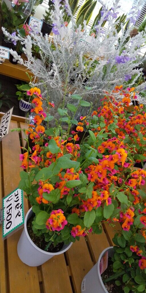 Maffinmanさんからとちぎ花センターへの投稿クチコミ 栃ナビ