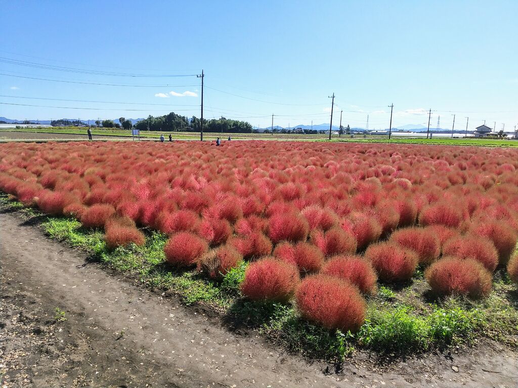 東高橋のコキア 芳賀町の植物園 花 栃ナビ