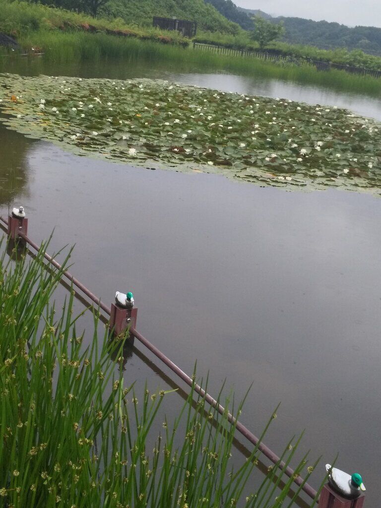 芳那の水晶湖 市貝町の湖沼 樹木 栃ナビ