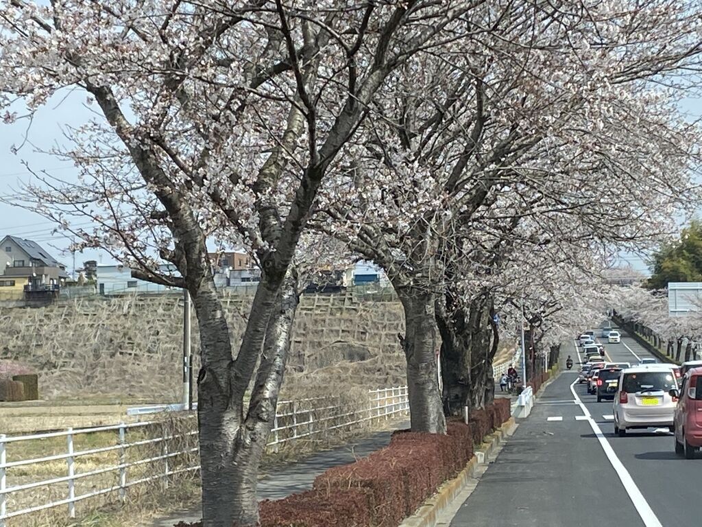 鹿沼 さつき大通りの桜並木のクチコミ 口コミ 写真 鹿沼市 植物園 花 鹿沼 さつき大通りの桜並木のクチコミ 口コミ 写真 鹿沼市 植物園 花