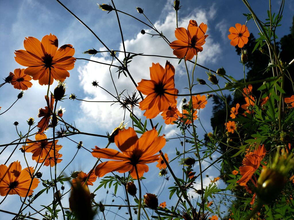 うつのみや文化の森のクチコミ 口コミ 写真 宇都宮市 公園