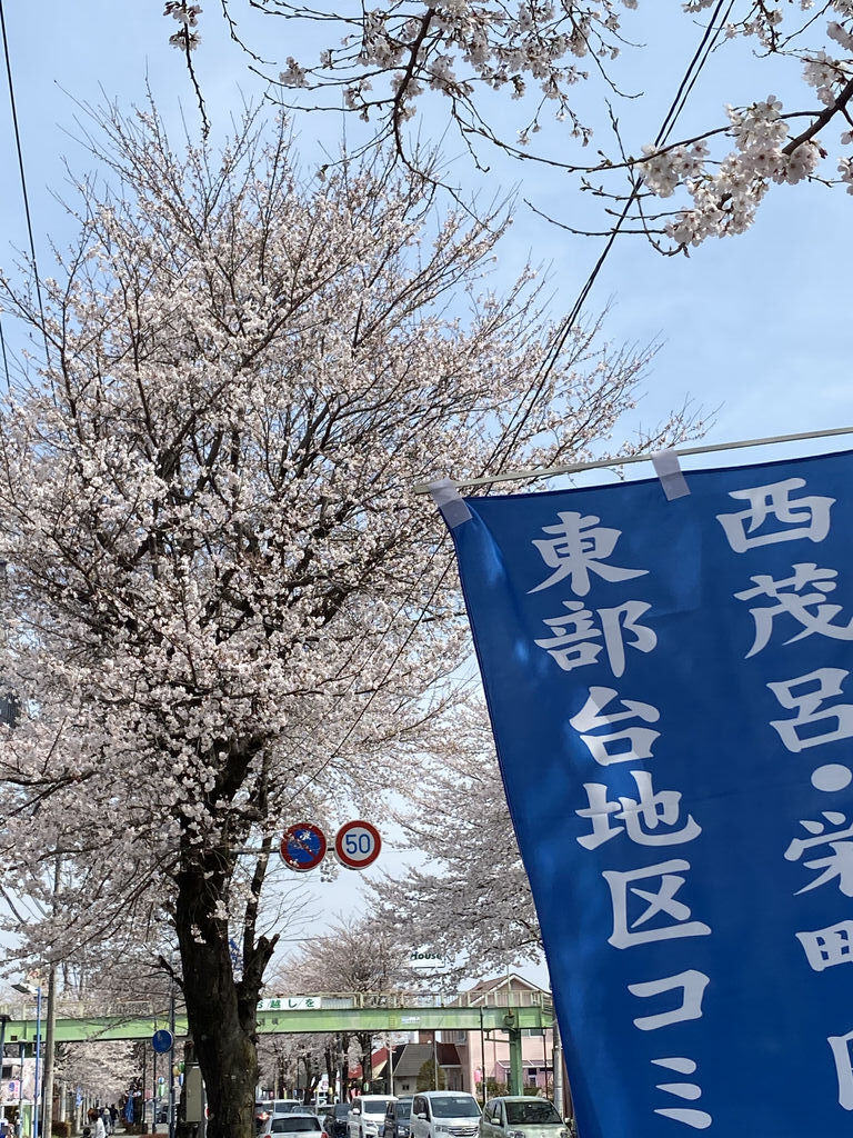 鹿沼 さつき大通りの桜並木のクチコミ 口コミ 写真 鹿沼市 植物園 花 鹿沼 さつき大通りの桜並木のクチコミ 口コミ 写真 鹿沼市 植物園 花