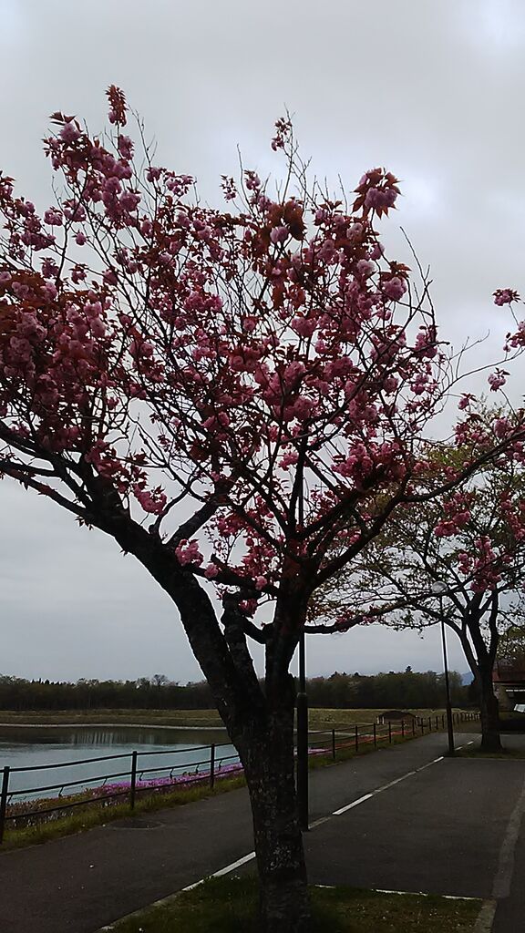 戸田水辺公園のクチコミ 口コミ 写真 那須塩原市 公園