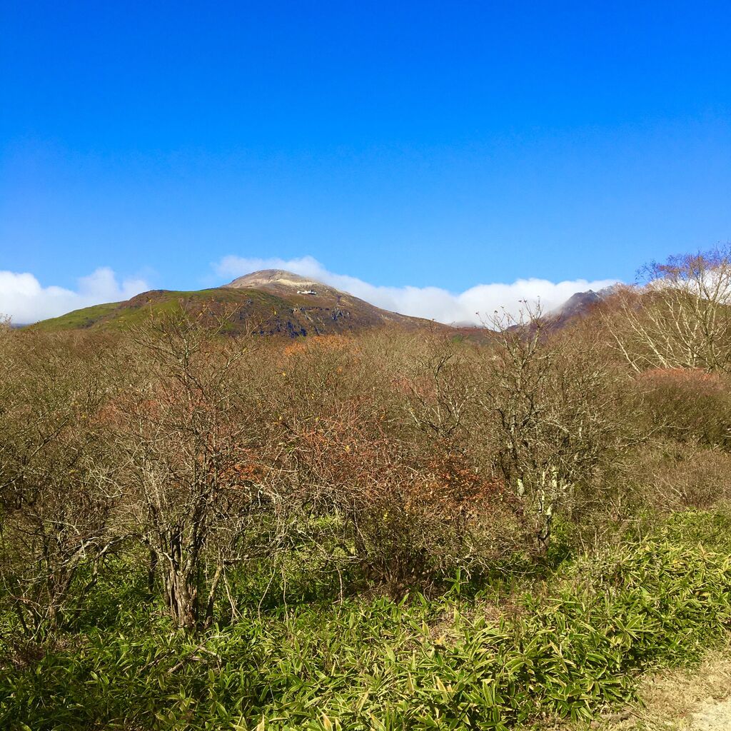 八幡のつつじ群落のクチコミ 口コミ 写真 那須町 樹木 八幡のつつじ群落のクチコミ 口コミ 写真 那須町 樹木