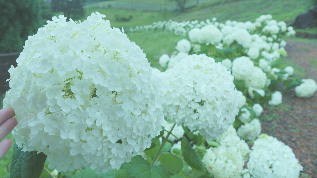 鹿沼市花木センター 鹿沼市のガーデニング 造園 園芸 生花 栃ナビ 鹿沼市花木センター 鹿沼市のガーデニング 造園 園芸 生花 栃ナビ
