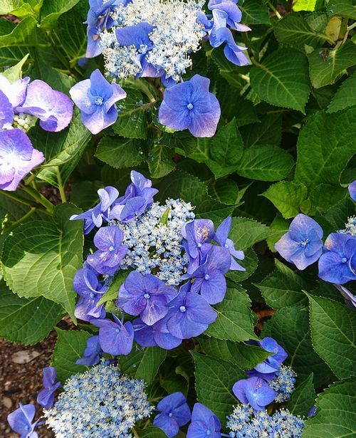 あしかがフラワーパークのクチコミ 口コミ 写真 足利市 植物園 花