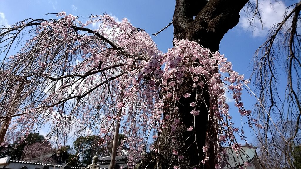 法頂山 成就院 妙建寺のクチコミ 口コミ 写真 小山市 神社 仏閣 教会