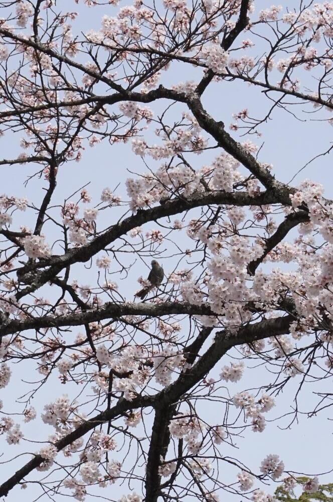 黒磯公園 那須塩原市の公園 植物園 花 栃ナビ 黒磯公園 那須塩原市の公園 植物園 花 栃ナビ