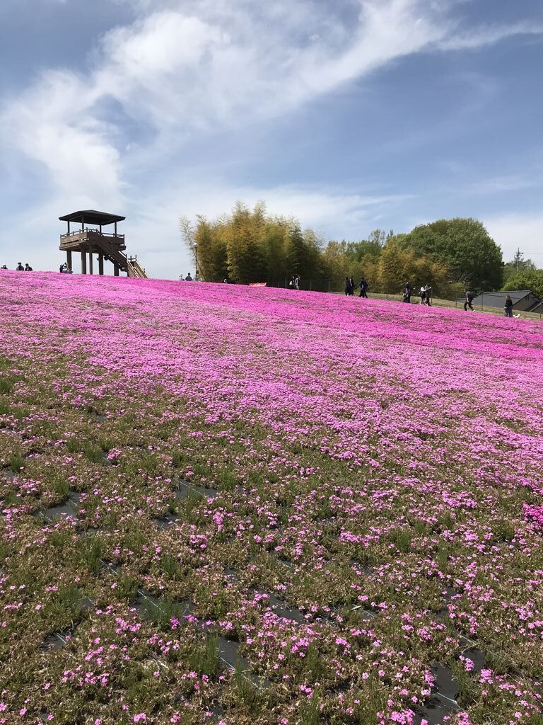 市貝町芝ざくら公園 市貝町の植物園 花 公園 栃ナビ