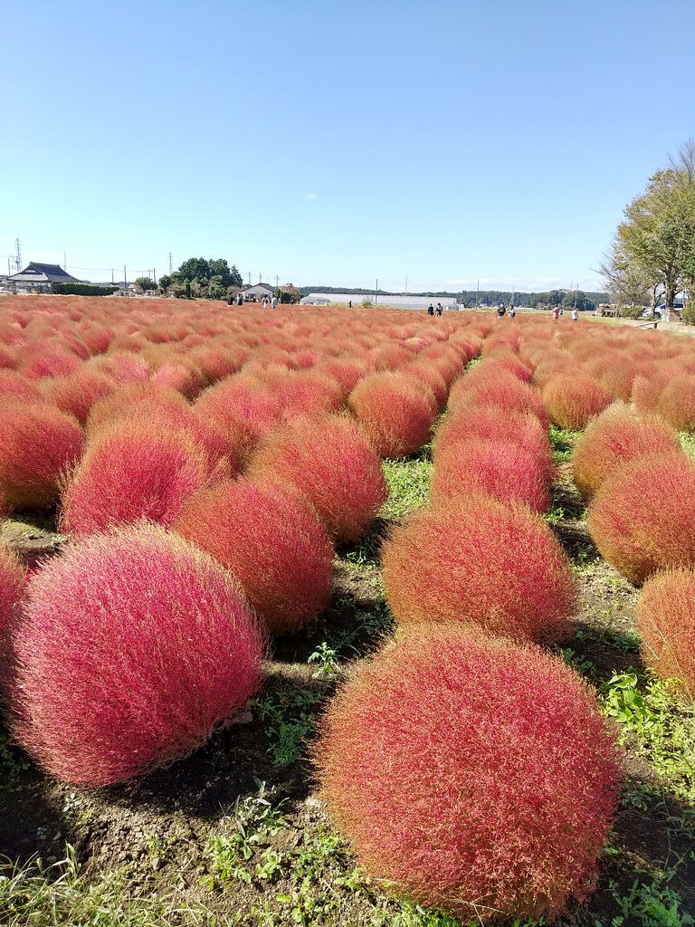 東高橋のコキア 芳賀町の植物園 花 栃ナビ