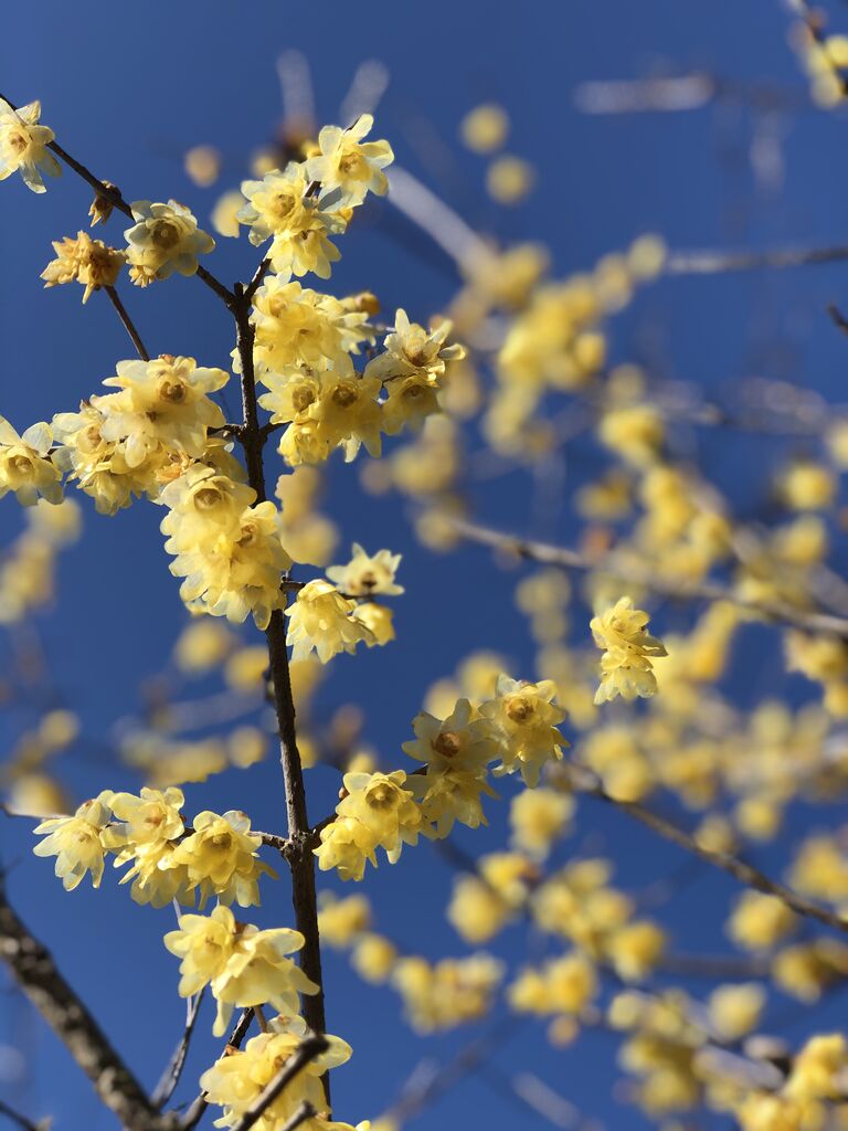上永野 蝋梅の里 鹿沼市の植物園 花 野菜 直売所 栃ナビ
