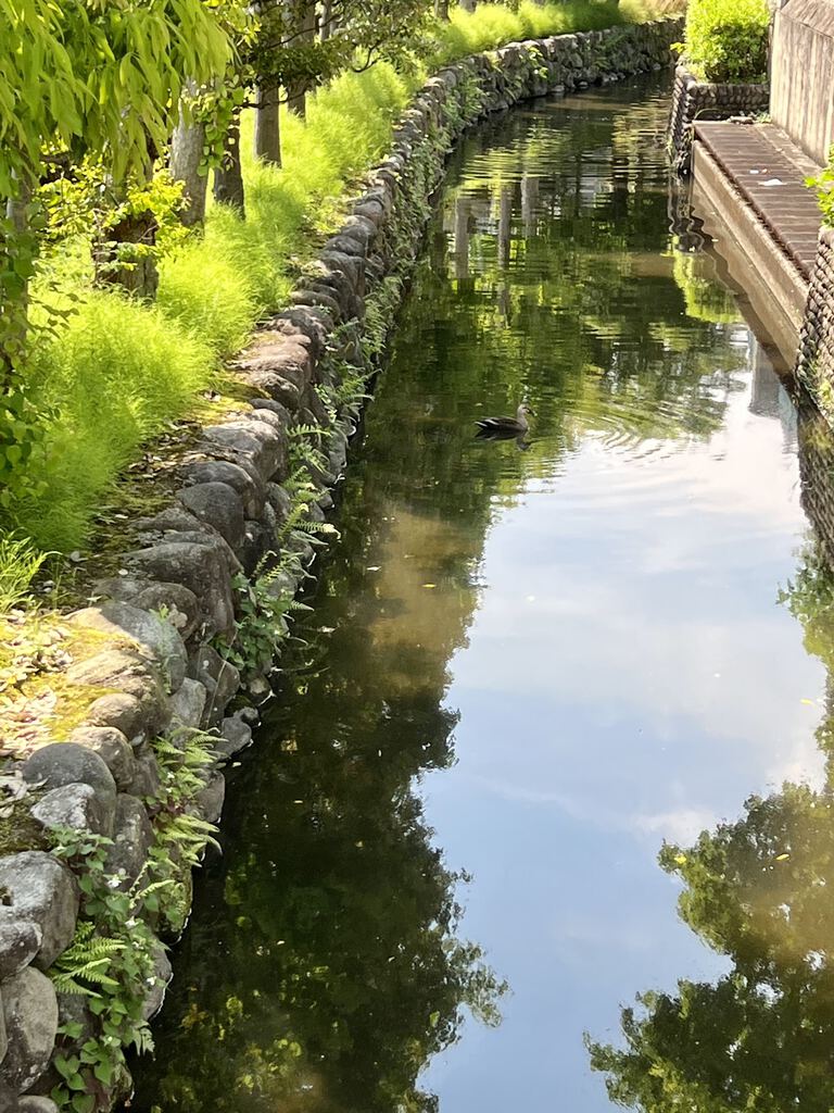 釜川のクチコミ 口コミ 写真 宇都宮市 河川 釜川のクチコミ 口コミ 写真 宇都宮市 河川