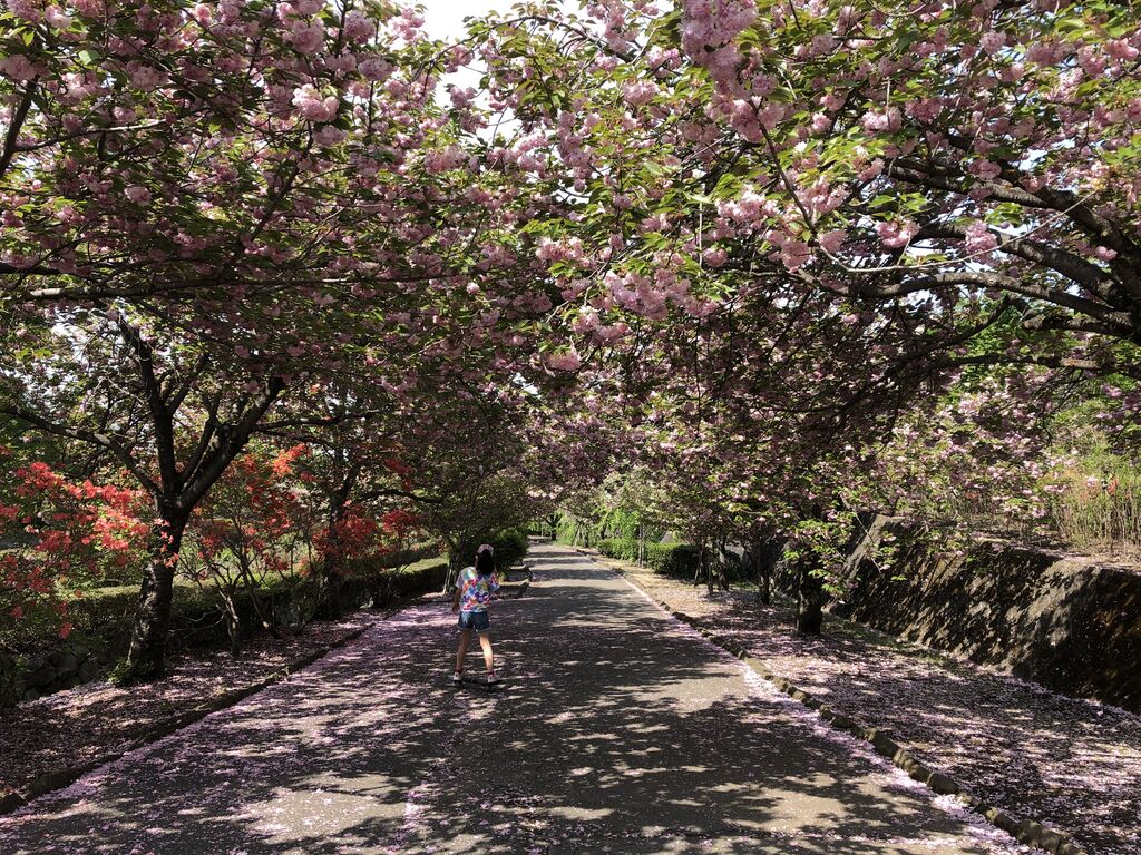 天平の丘公園 下野市の公園 植物園 花 栃ナビ