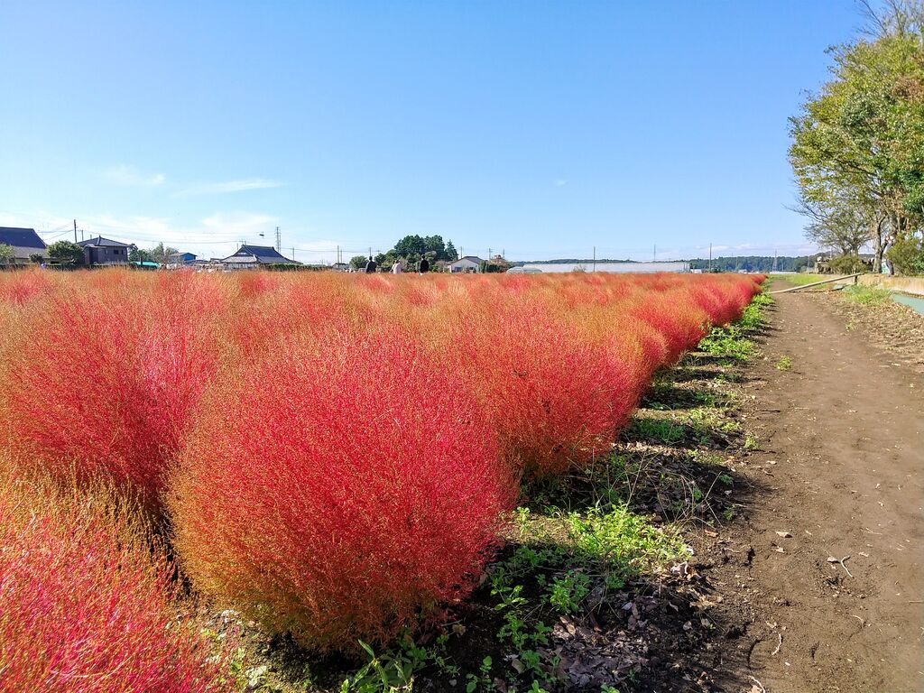 東高橋のコキア 芳賀町の植物園 花 栃ナビ