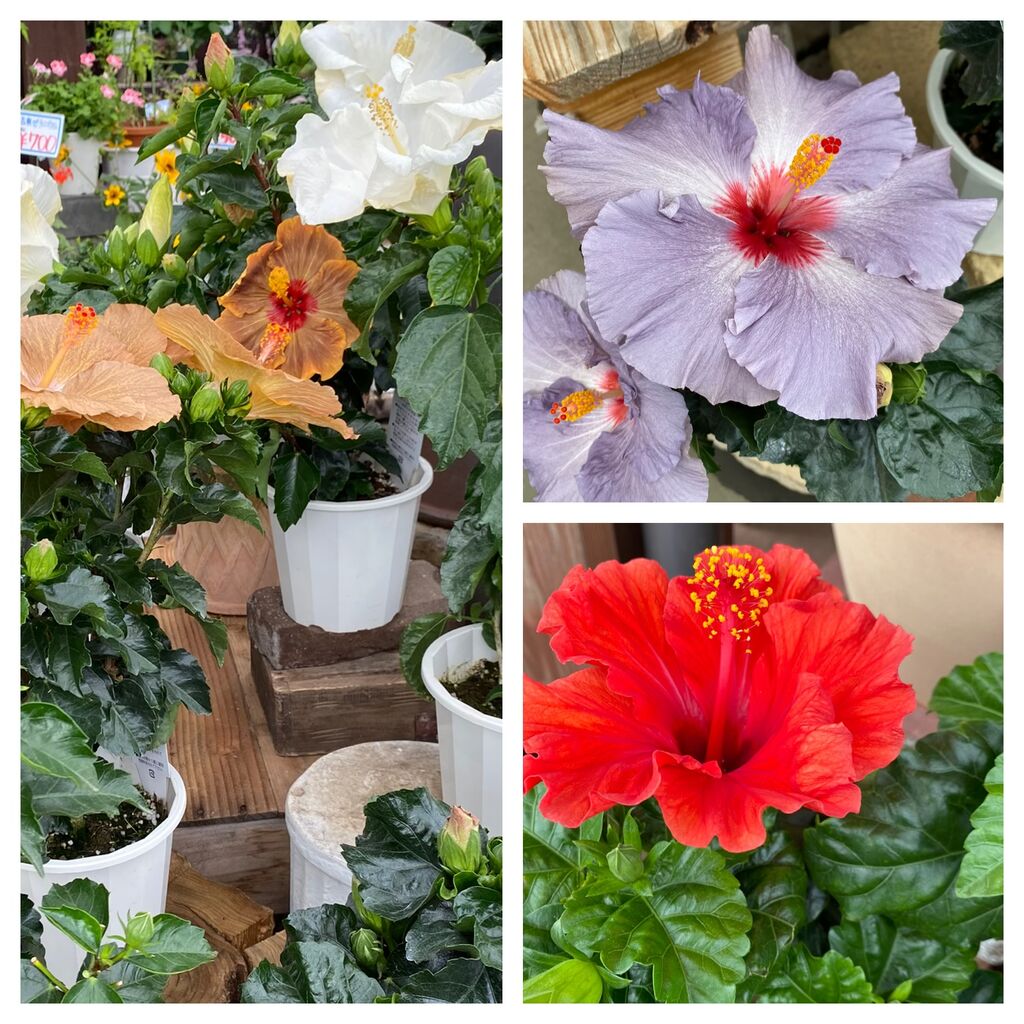 とちぎ園芸のクチコミ 口コミ 写真 宇都宮市 ガーデニング 造園 園芸 とちぎ園芸のクチコミ 口コミ 写真 宇都宮市 ガーデニング 造園 園芸