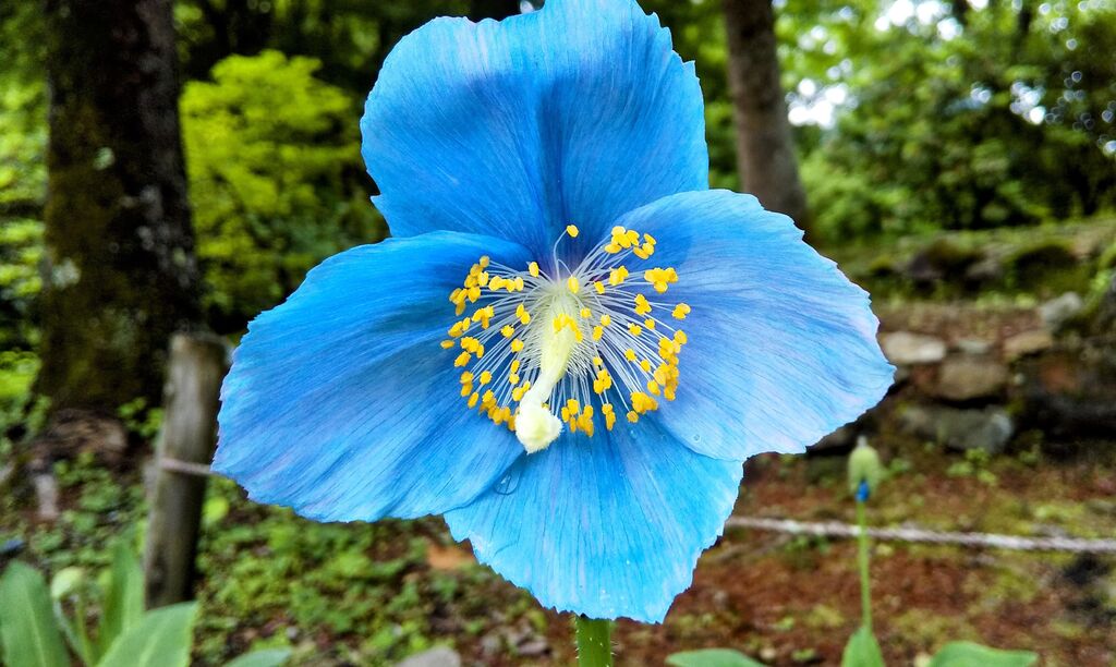 日光市上三依水生植物園のクチコミ 口コミ 写真 日光市 植物園 花