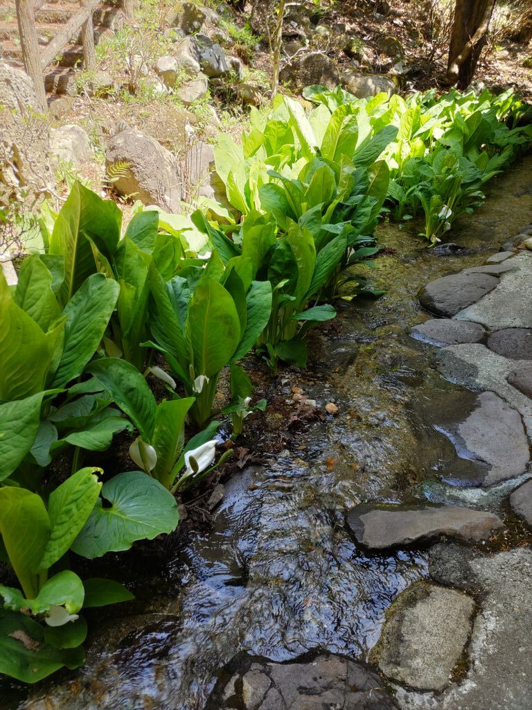 栃木県の牡丹のスポット 見所情報 栃木の花特集 栃ナビ