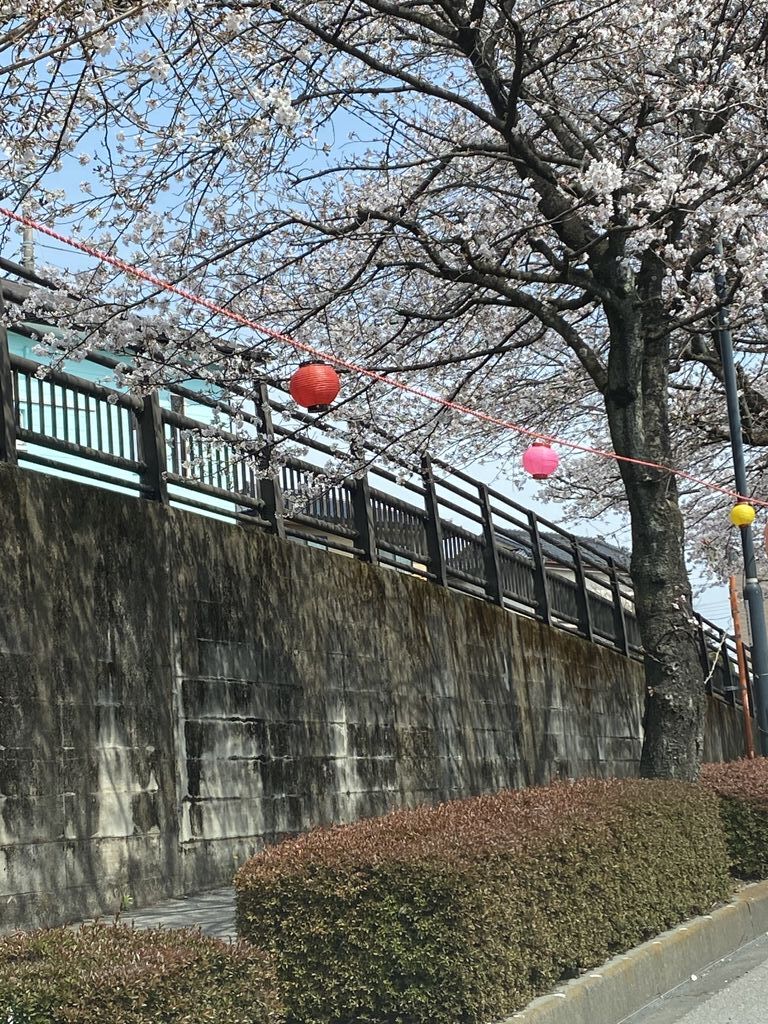 鹿沼 さつき大通りの桜並木のクチコミ 口コミ 写真 鹿沼市 植物園 花 鹿沼 さつき大通りの桜並木のクチコミ 口コミ 写真 鹿沼市 植物園 花