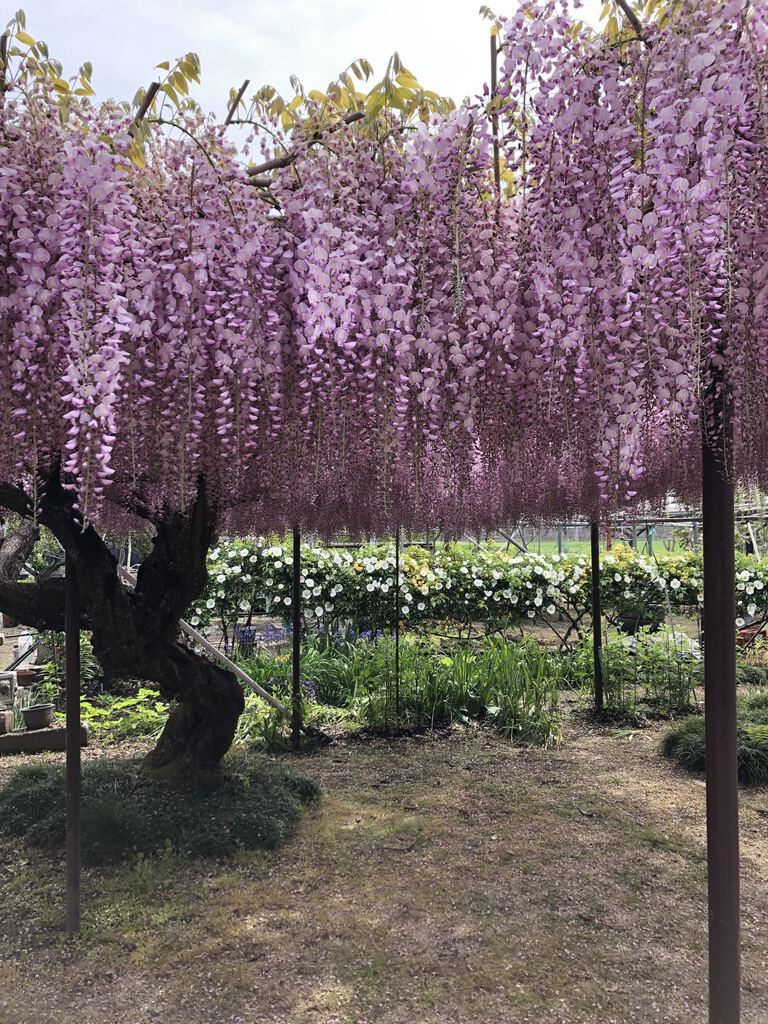 上籠谷のフジのクチコミ 口コミ 写真 宇都宮市 植物園 花